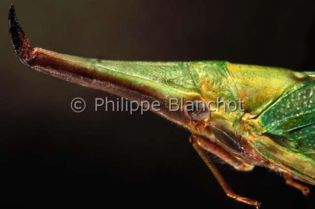 Odontoptera toulgueti.JPG - Odontoptera toulgueti (Portrait)FulgorePlanthopperHemipteraFulgoridaeGuyane